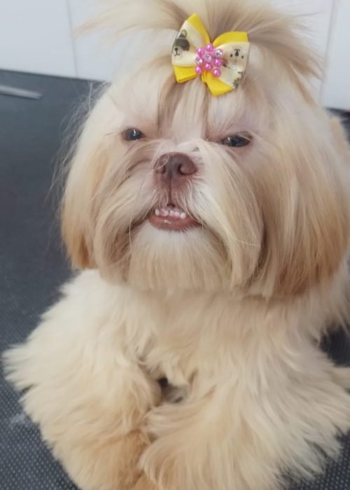 Banho em Shih Tzu e acessórios