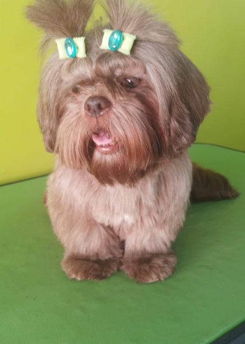 Banho em Shih Tzu, tosa e acessórios